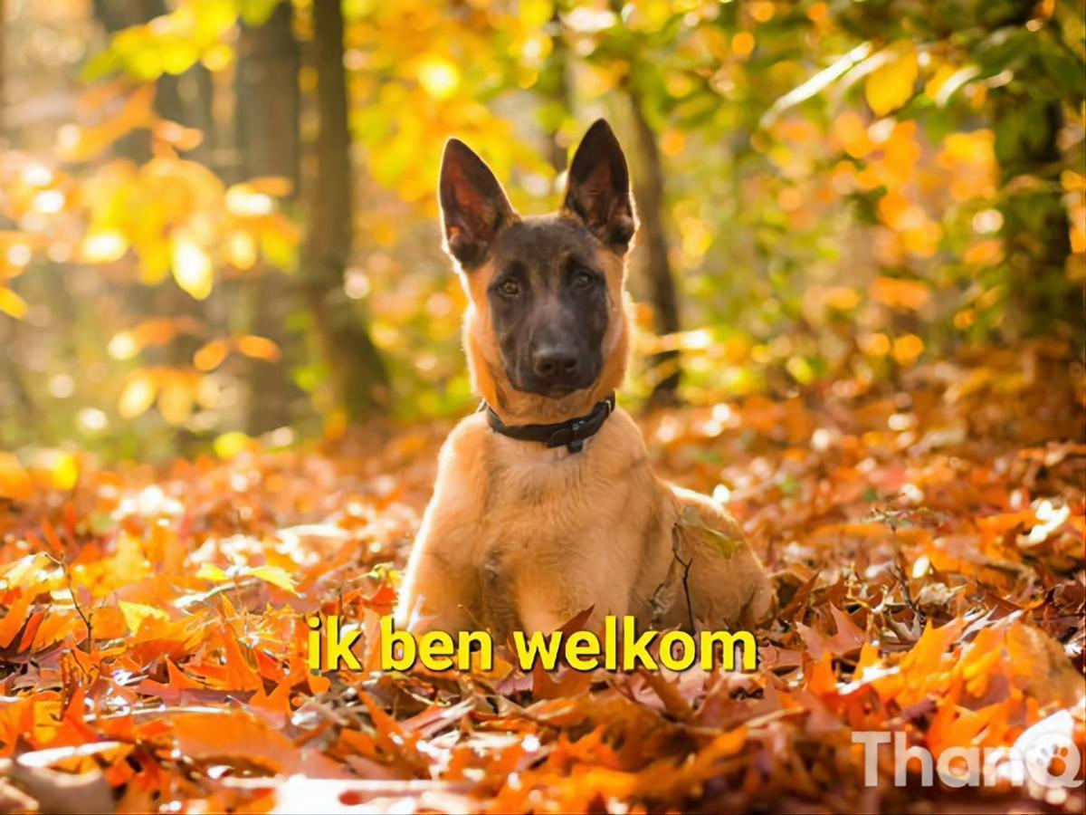Leuk Chalet Te Huur In Putten, Honden Van Harte Welkom, Alleen Voor Recreatie Villa Ngoại thất bức ảnh
